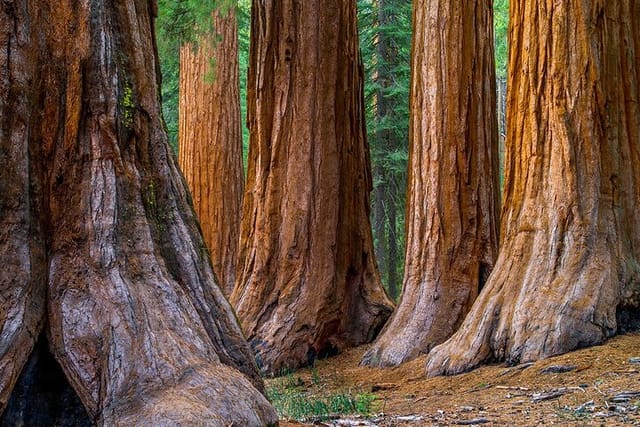 Small Group Giant Redwoods and Russian River Wine Country Trip  - Photo 1 of 6